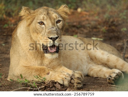 Lioness Royalty-Free Stock Photo #256789759