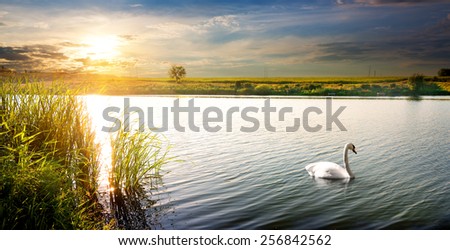 White swan on a river at sunset