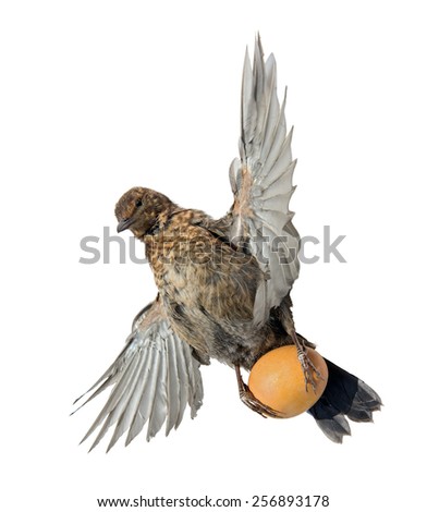 bird carries egg isolated on white background