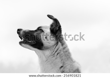 Nice black and white picture of a dog profile face