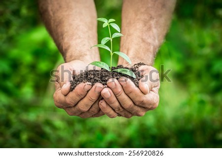 Senior man holding young plant in hands against spring green background. Ecology concept Royalty-Free Stock Photo #256920826
