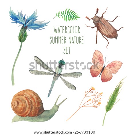 Watercolor butterfly, chafer, snail, field herbs, flowers and plants and dragonfly set. Vector artistic insects and floral elements in vector. Hand painted clip art