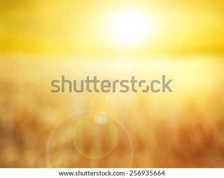 abstract blur background for webdesign, colorful background, blurred flare, wallpaper,Summer field with golden wheat