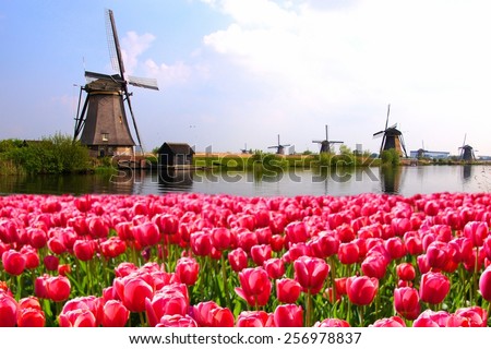 Vibrant pink tulips with Dutch windmills along a canal, Netherlands Royalty-Free Stock Photo #256978837