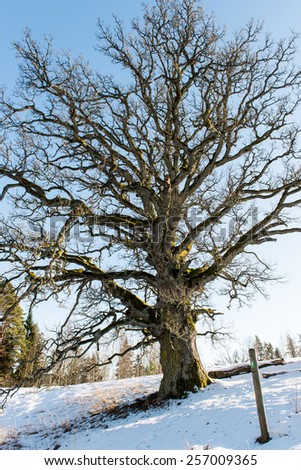 old oak tree in winter fields with snow, Kvepenes, latvia