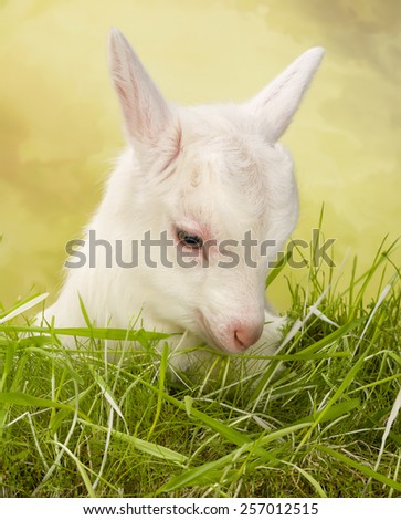 Newborn white baby milk goat lying in grass