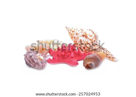 Red Starfish and seashells on white background