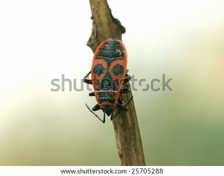 Bug (Pyrrhocoris apterus)