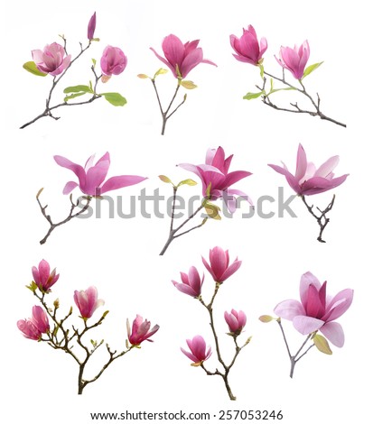 collection of pink magnolia flowers isolated on white background