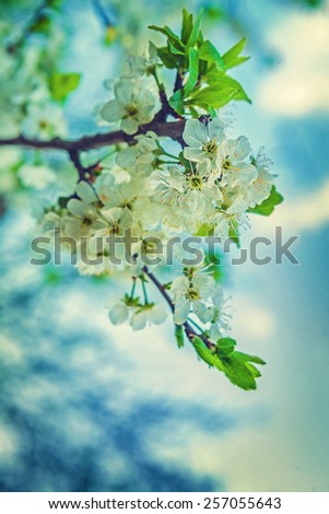 blossom of cherry tree close up floral background instagram stile 