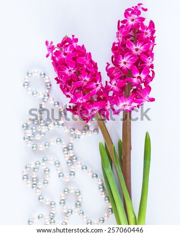 Beautiful pink hyacinth flowers on white background. 