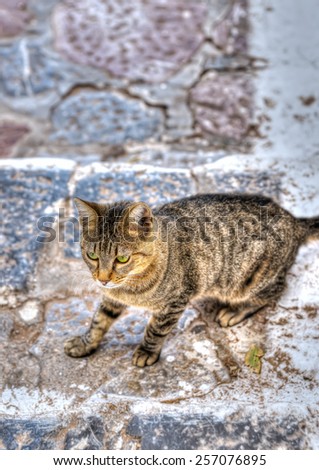 cute cat in front of a house in Hydra island in Greece. HDR