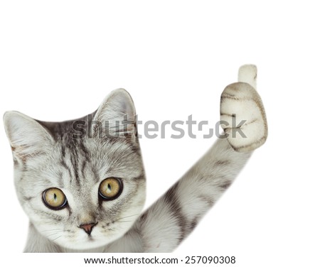 kitten holding poster