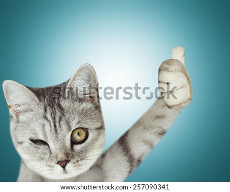cat thumbs up
