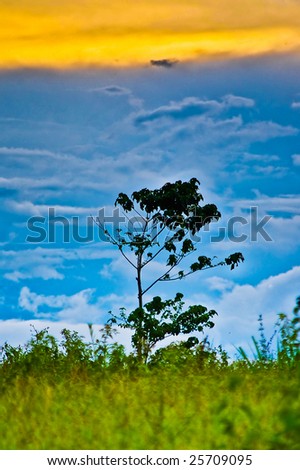 a tree standing alone