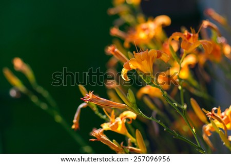 an image of Tiny Spring flower and morning dew with shallow depth and sunshine