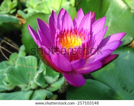 insect such as bee in lotus,soft focus at lotus pollen