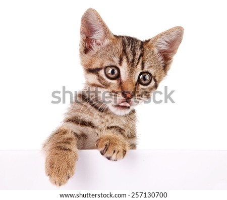 Kitten hanging over blank poster-board, you add the message
