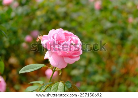 bee and pink rose,soft focus