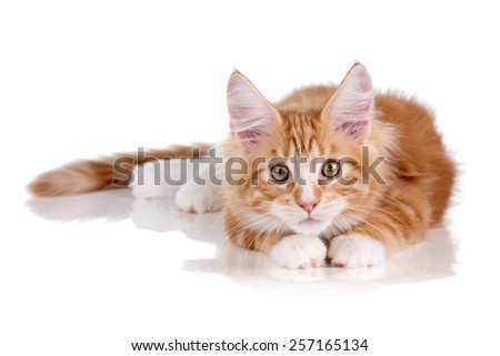 ginger kitten lying on a white background