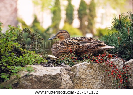 Duck in the garden