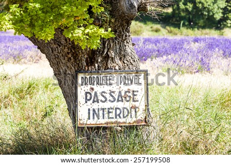 tree and lavender at background, Provence, France