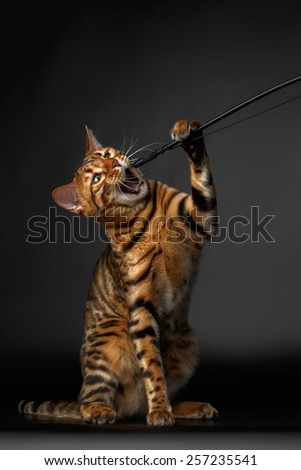 bengal cat sits and raising up paw on black background