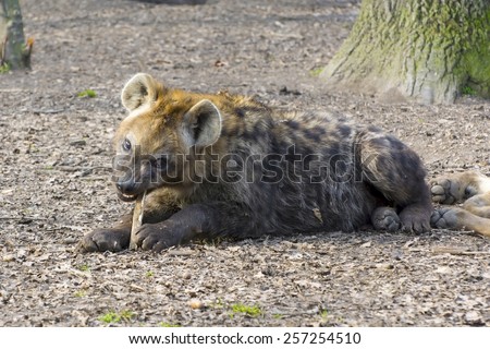 Young spotted hyena (Crocuta crocuta) in a forest