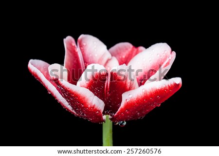 Tulip, amazing red and white flower with shining drops on petals, on black background. Image with special artistic effect - soft focus, accent on  drops.