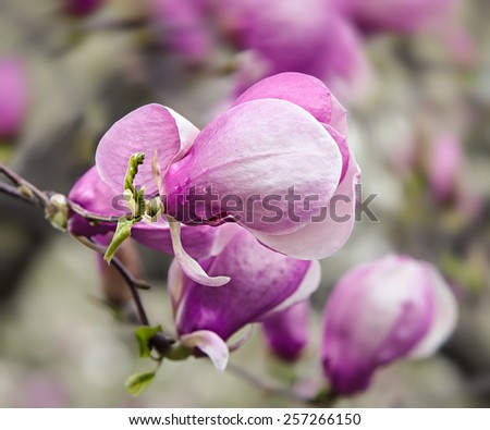 Soft focus image of blossoming magnolia flowers in spring time. Shallow DOF 