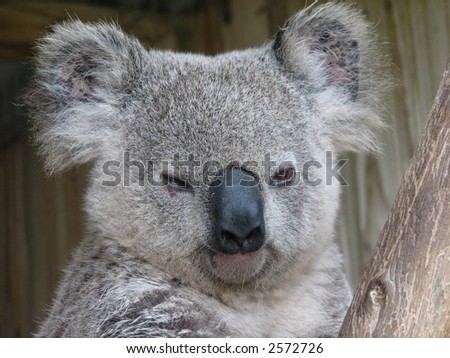 cute koala Royalty-Free Stock Photo #2572726