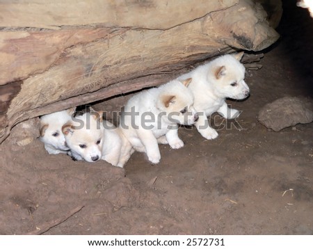 dingo pups four weeks old Royalty-Free Stock Photo #2572731