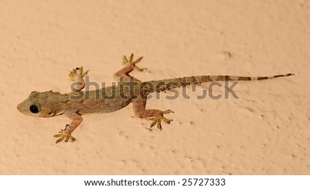 An young home lizard getting ready for dinner