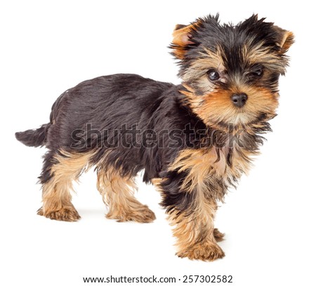 Yorkshire Terrier puppy standing, 2 months old, isolated on white background