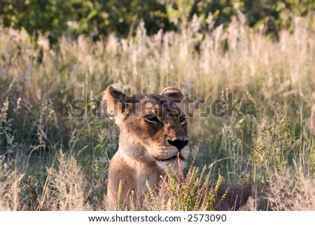 Lioness in Kruger National Park South Africa