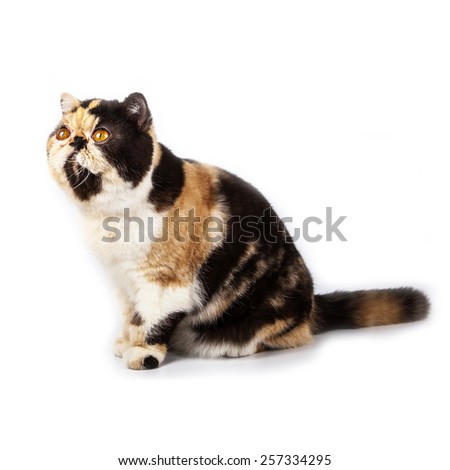 exotic breed cat - Calico cat -  on white background