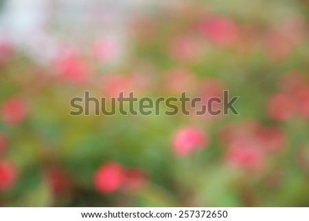 blurry flower background