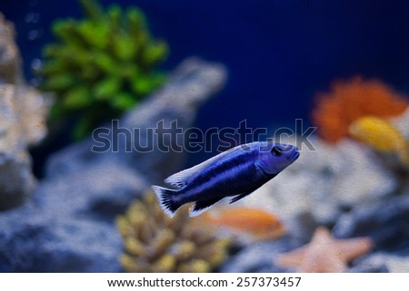 Marine tropical aquarium. Blue fish. Pseudochromis indigo. (soft focus, vintage paper background)