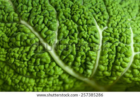 Savoy cabbage superfood texture