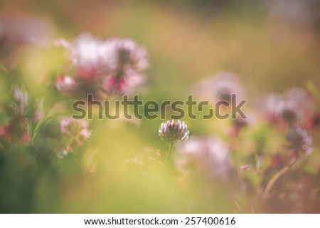Soft macro picture of wildflowers vintage style
