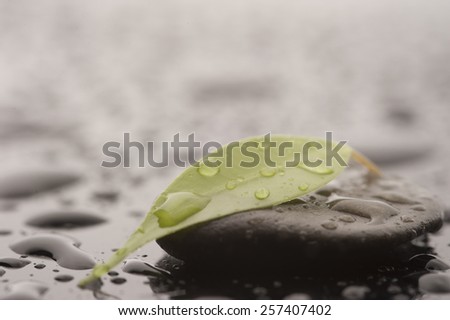 Stone with leaves and water drops, close up