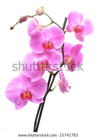 Orchidea Phalaenopsis Royalty-Free Stock Photo #25741783