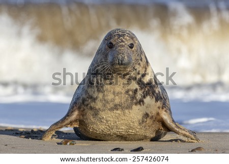 Atlantic Grey Seal female - Halichoerus grypus Royalty-Free Stock Photo #257426074