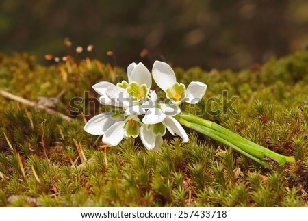 Bouquet of snowdrops in forest