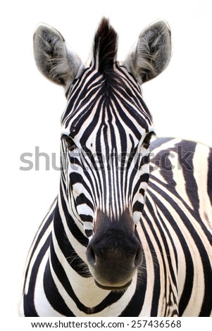 Zebra portrait isolated on a white background. Royalty-Free Stock Photo #257436568