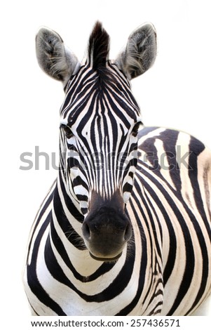 Zebra portrait isolated on a white background. Royalty-Free Stock Photo #257436571