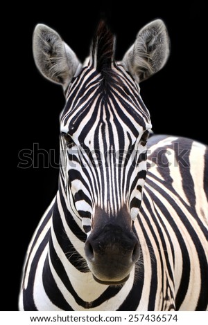 Zebra portrait isolated on a black background. Royalty-Free Stock Photo #257436574