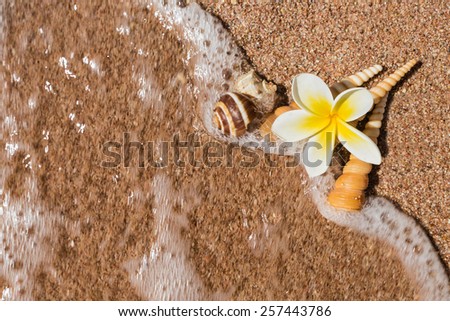 Sea shells , frangipani flowers and stones on the sand