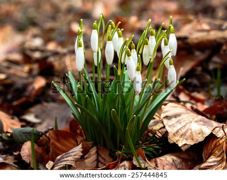 Herald of Spring. Lovely white and wild Snowdrop Flower in early march in a german forest. Lovely Bokeh and intentional blur. Forrest Background with old fallen leaves