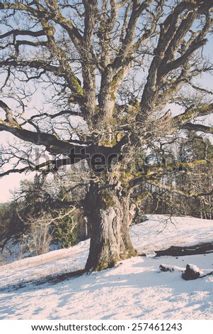 old oak tree in winter fields with snow, Kvepenes, latvia - retro vintage effect